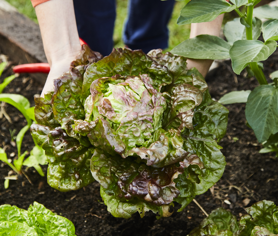 Start Your Own Organic Food Garden Bud Organic Club