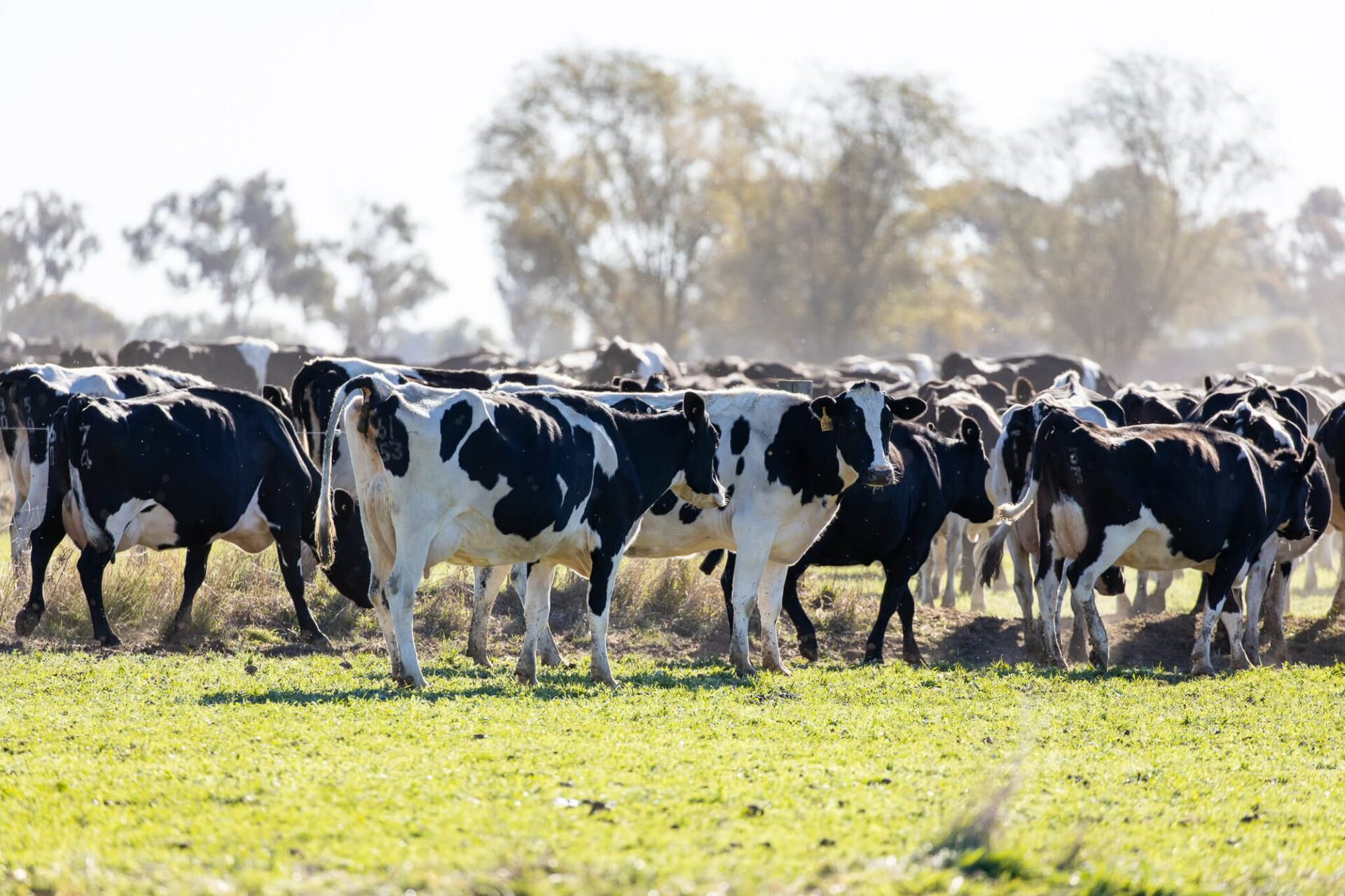 what-is-organic-milk-and-dairy-bud-organic-club